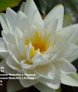 Nymphaea Gonnere Кувшинка Жоннери фото