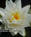 Nymphaea Gonnere Кувшинка Жоннери фото