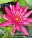 Нимфея Hidden Violet фото