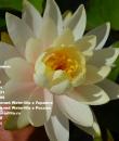 Водяная лилия Inner Light фото