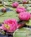 Кувшинка James Brydon фото