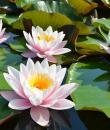 Водяная лилия Карнея (Nymphaea Marliacea Carnea) с розовыми цветами фото