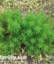 Сантолина зелёная Rosmarinifolia фото