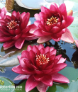 Nymphaea Almost Black foto