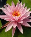 Nymphaea WL Water Astra фото