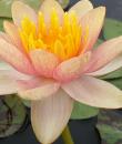 Водяная лилия Chrysantha фото