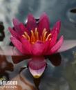 Водяная лилия Ellisiana фото