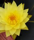 Водяная лилия Lemon Drop фото
