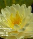 Nymphaea Lemon Meringue фото