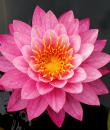 Нимфея Magic Fairy фото цветка