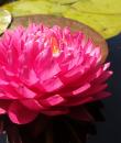 Nymphaea Manickam foto