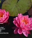 Nymphaea Perry's Fire Opal фото