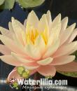 Водяная лилия Peace Lily фото