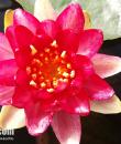 Nymphaea Steven Strawn фото