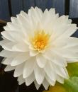Nymphaea White Fairy фото цветка