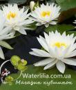 Кувшинка White Sensation фото