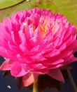 Nymphaea Manickam foto