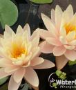 Водяная лилия Peace Lily фото