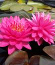 Nymphaea Pink Fairy фото