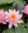 Водяная лилия Pink Sensation фото