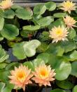 Nymphaea Siam Sunset фото