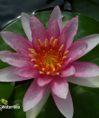 Nymphaea Laydekeri Rosea Prolifera фото