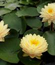 Nymphaea Lemon Meringue фото