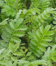 Silverweed Potentilla anserina фото