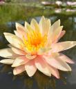 Фото водяная лилия Мангала Убол (Nymphaea Mangala Ubol)