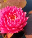 Nymphaea Manickam foto