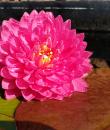 Nymphaea Manickam foto