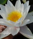 Водяная лилия Marliacea Albida фото