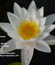 Водяная лилия Marliacea Albida фото