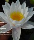 Водяная лилия Marliacea Albida фото