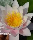 Кувшинка Marliacea Carnea фото
