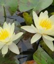 Nymphaea Marliacea Chromatella фото