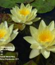 Nymphaea Marliacea Chromatella фото