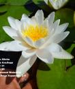 кувшинка Marliacea Albida фото