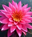Nymphaea Mayla фото