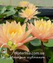Nymphaea Siam Sunset фото