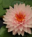 Nymphaea Big Boss фото