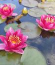 Nymphaea Burgundy Princess фото