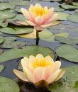 Водяная лилия Chrysantha фото