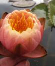 Водяная лилия Golden Goblet фото цветка