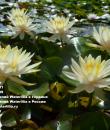 Водяная лилия Inner Light фото