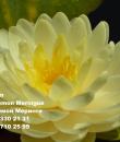 Nymphaea Lemon Meringue фото