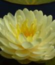 Nymphaea Lemon Meringue фото