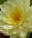 Nymphaea Lemon Meringue фото