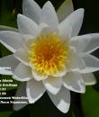 Водяная лилия Marliacea Albida фото