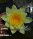 Nymphaea Marliacea Chromatella фото